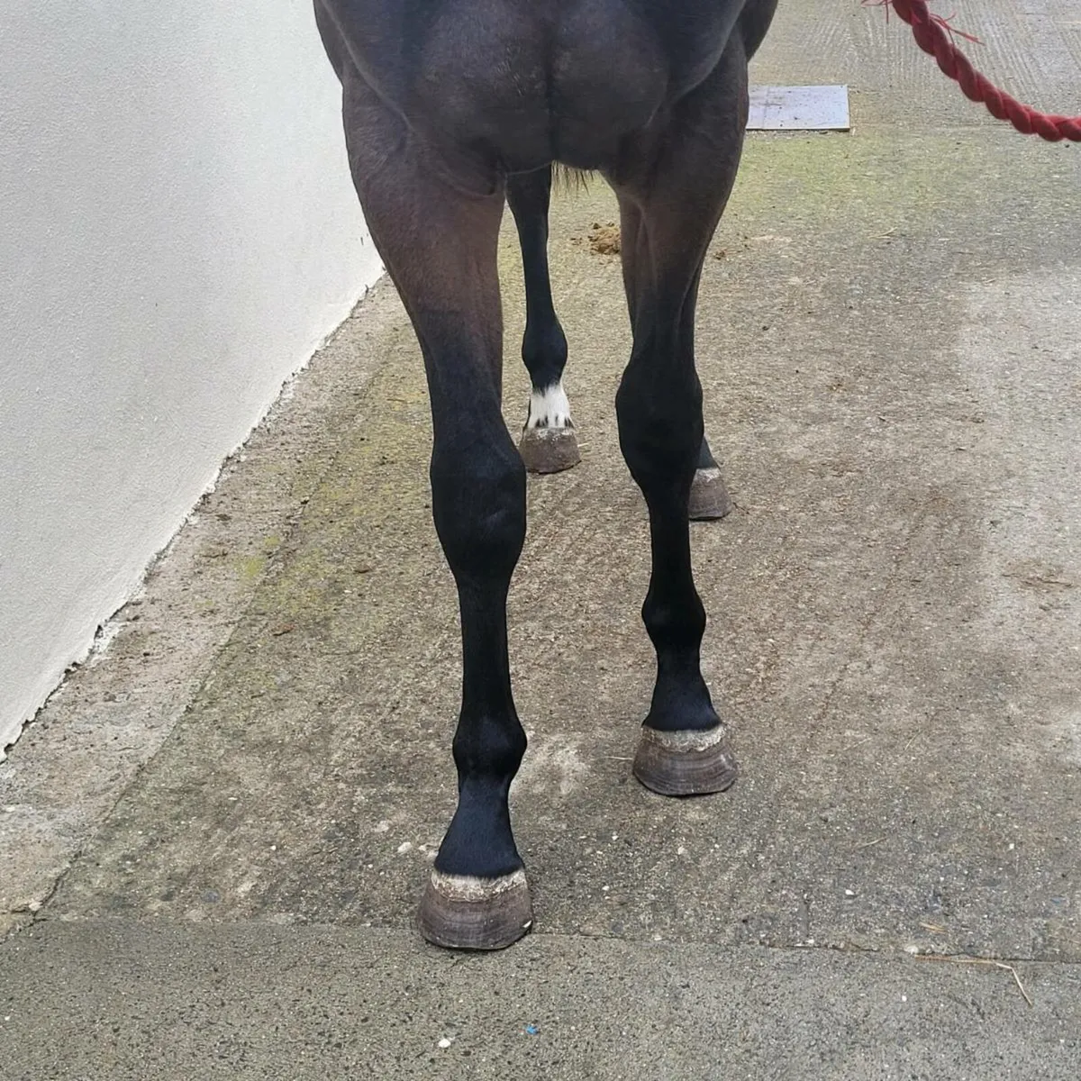 Yearling Filly - Image 3
