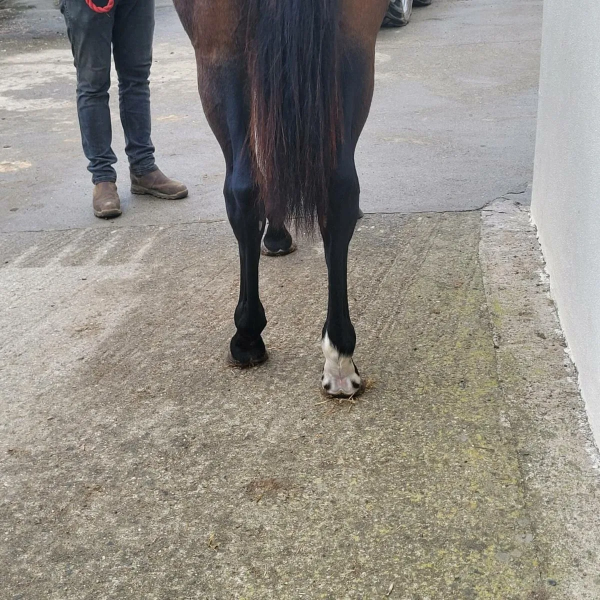 Yearling Filly - Image 4