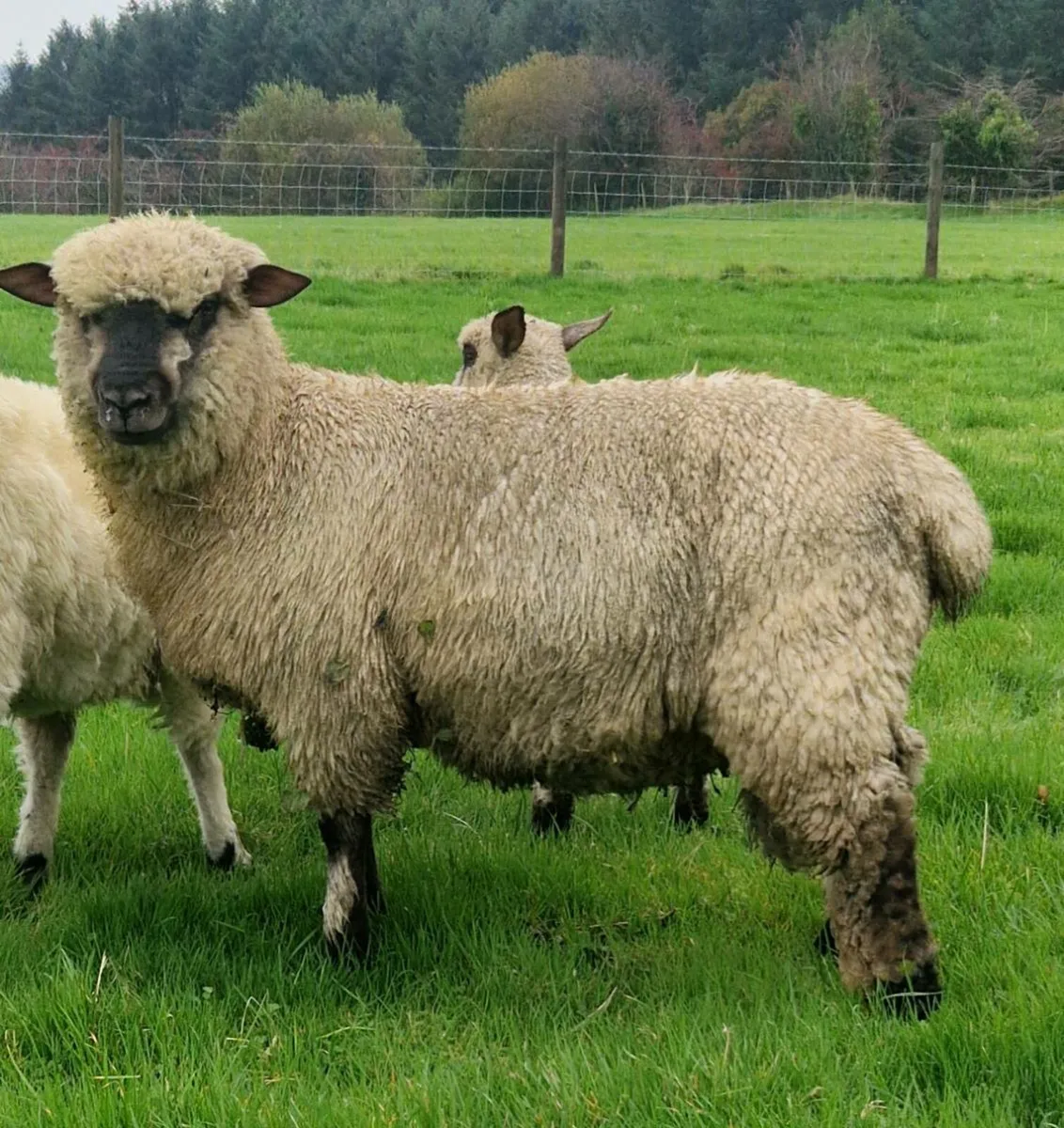 Shropshire ram lamb - Image 1