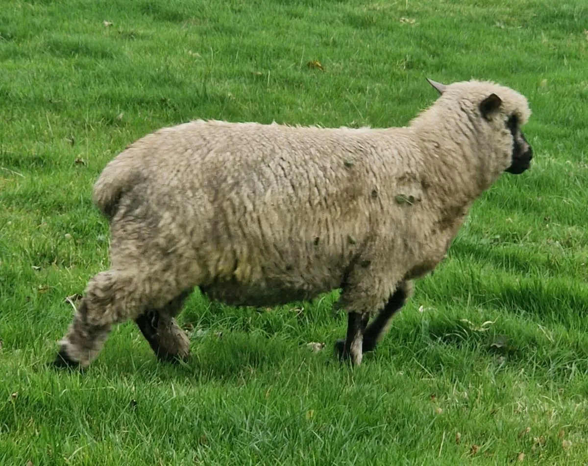 Shropshire ram lamb - Image 2