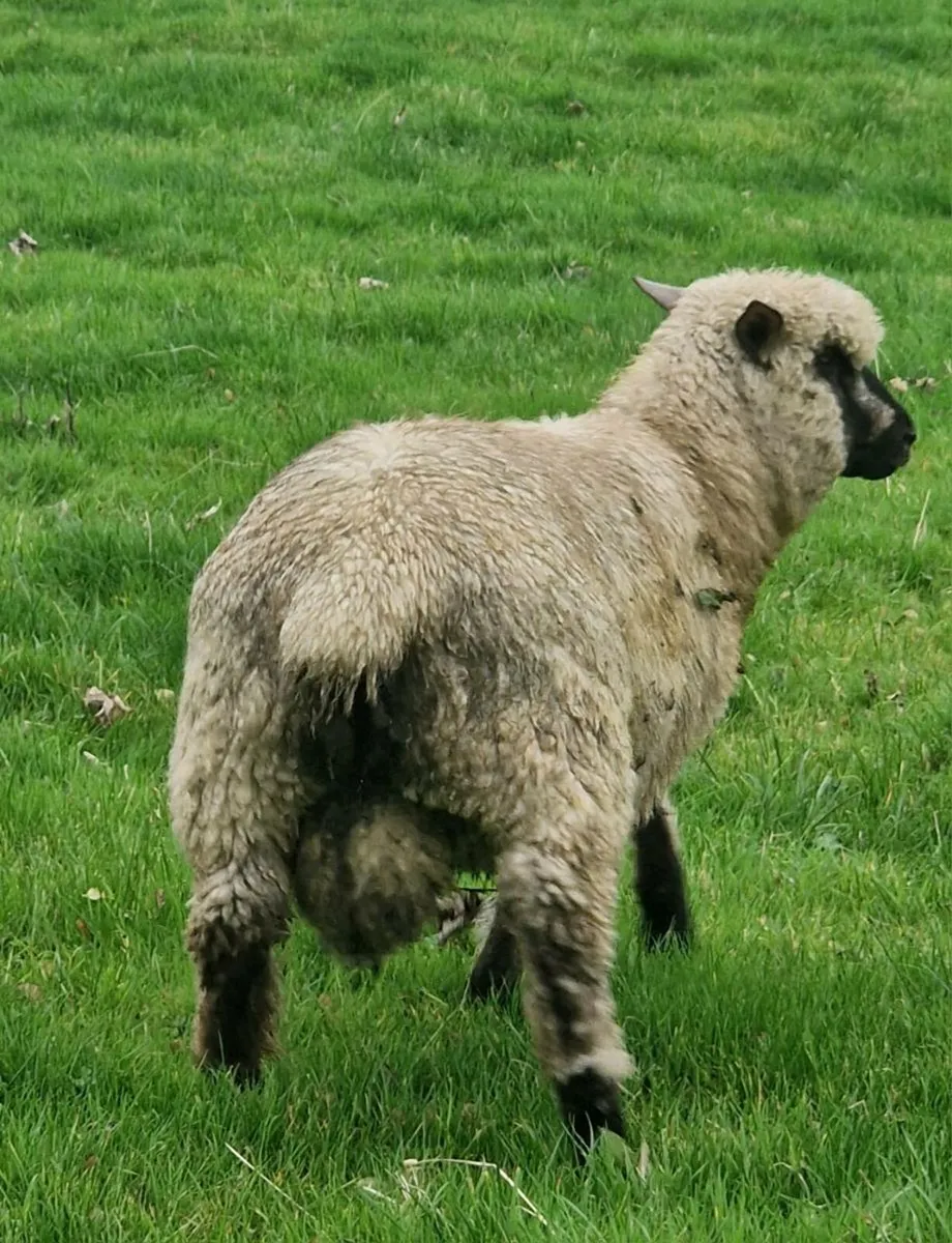 Shropshire ram lamb - Image 3