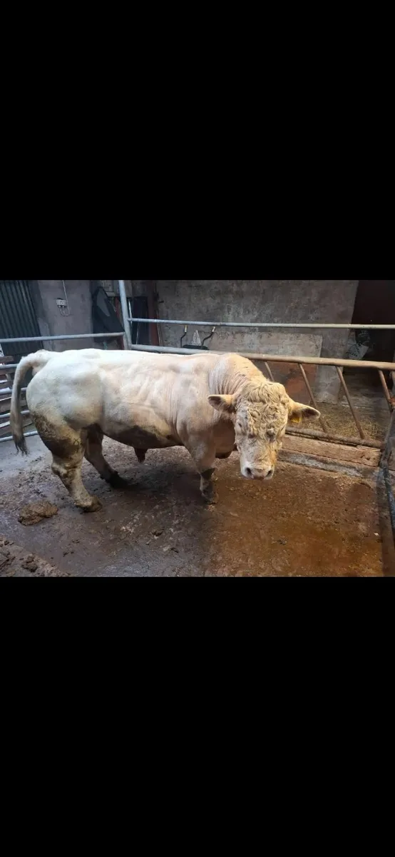 Charolais Bull - Image 3
