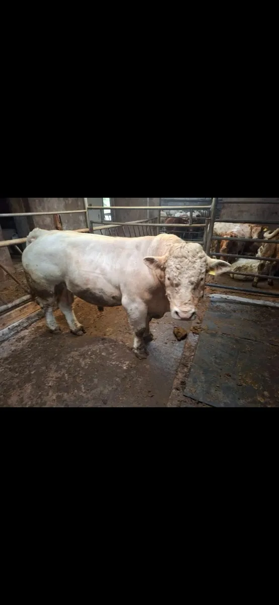 Charolais Bull - Image 1
