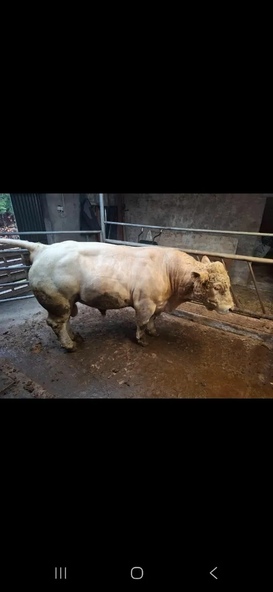 Charolais Bull - Image 4