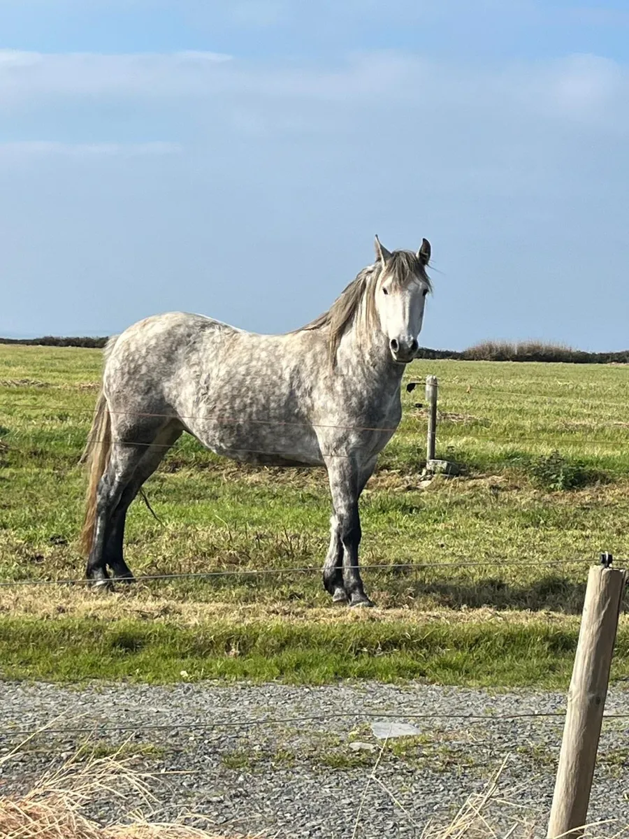Connemara Pony - Purebred coming 4 year old - Image 1