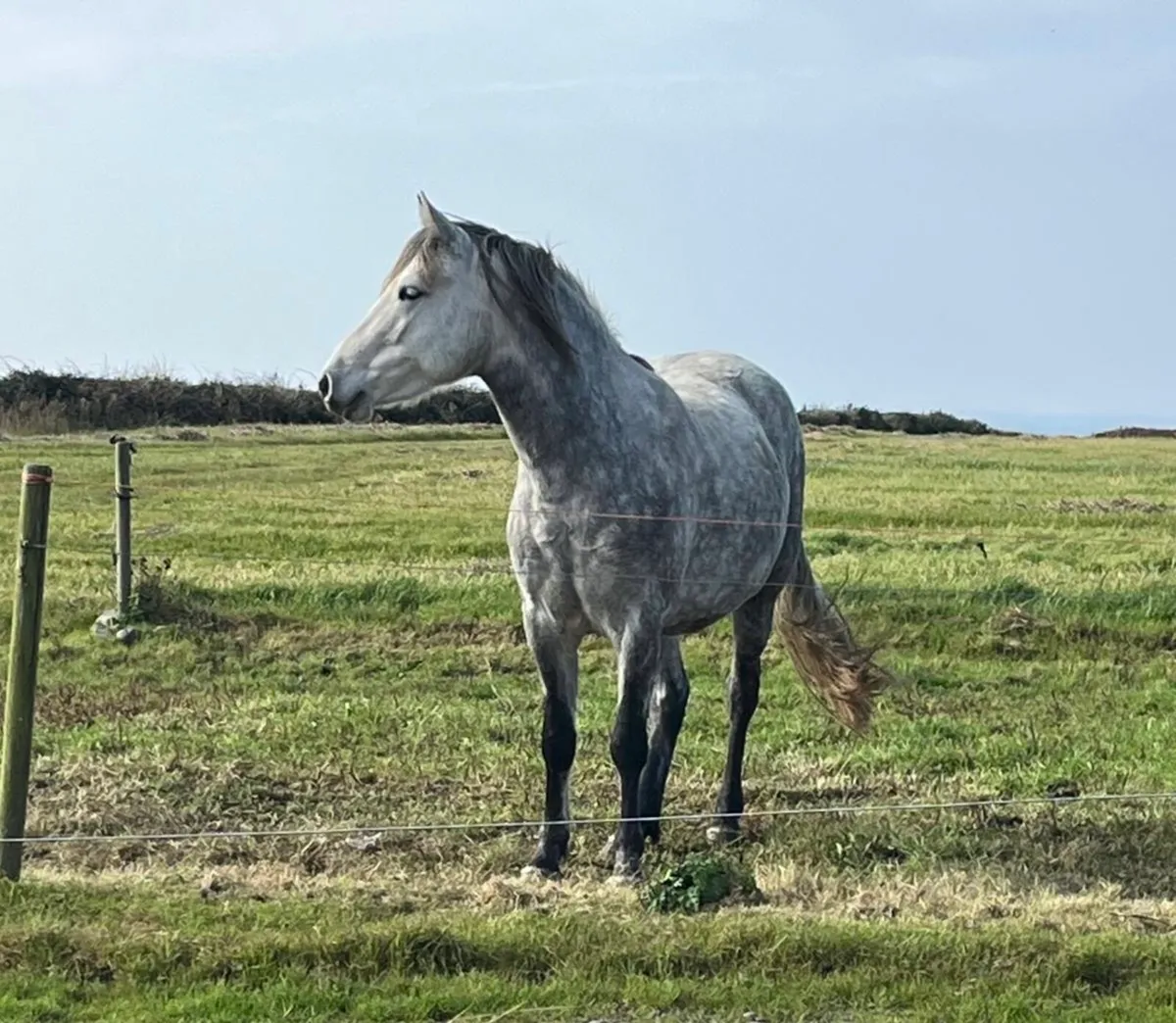 Connemara Pony - Purebred coming 4 year old - Image 2