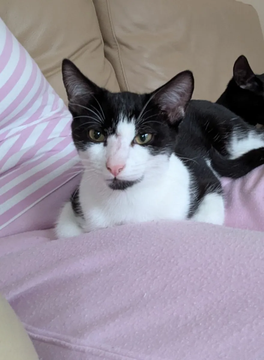 Rescue Kittens - Image 1