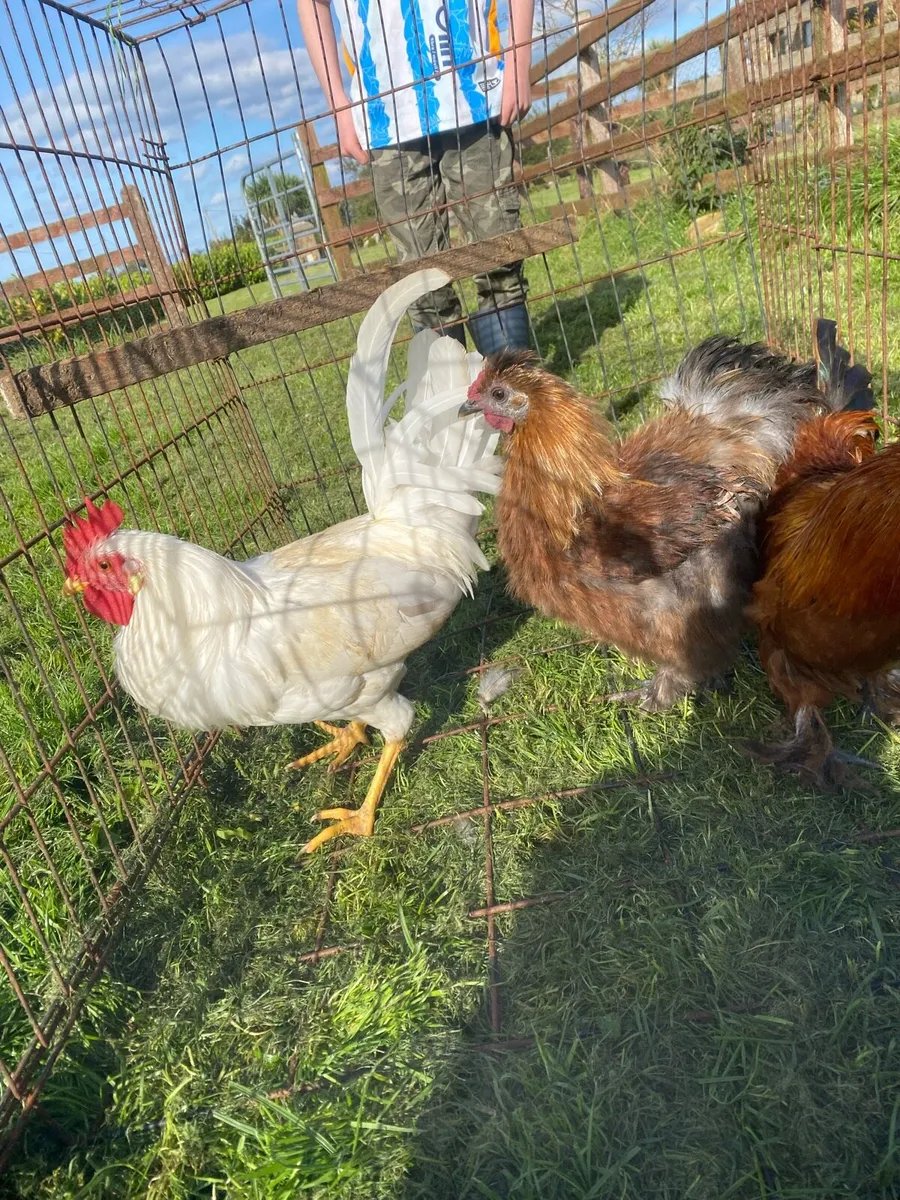 Silkie and leghorn cock free to good home - Image 1