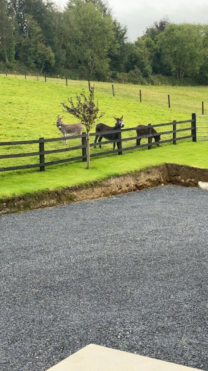 Donkeys - Image 1
