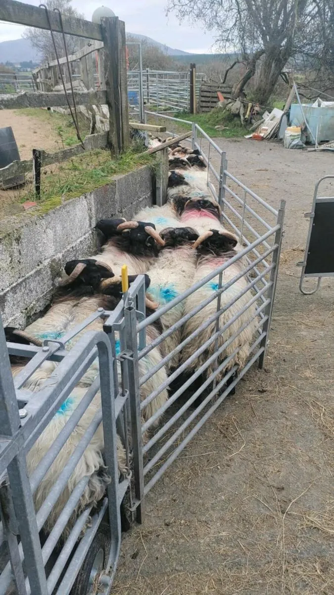 Store mountain lambs - Image 1