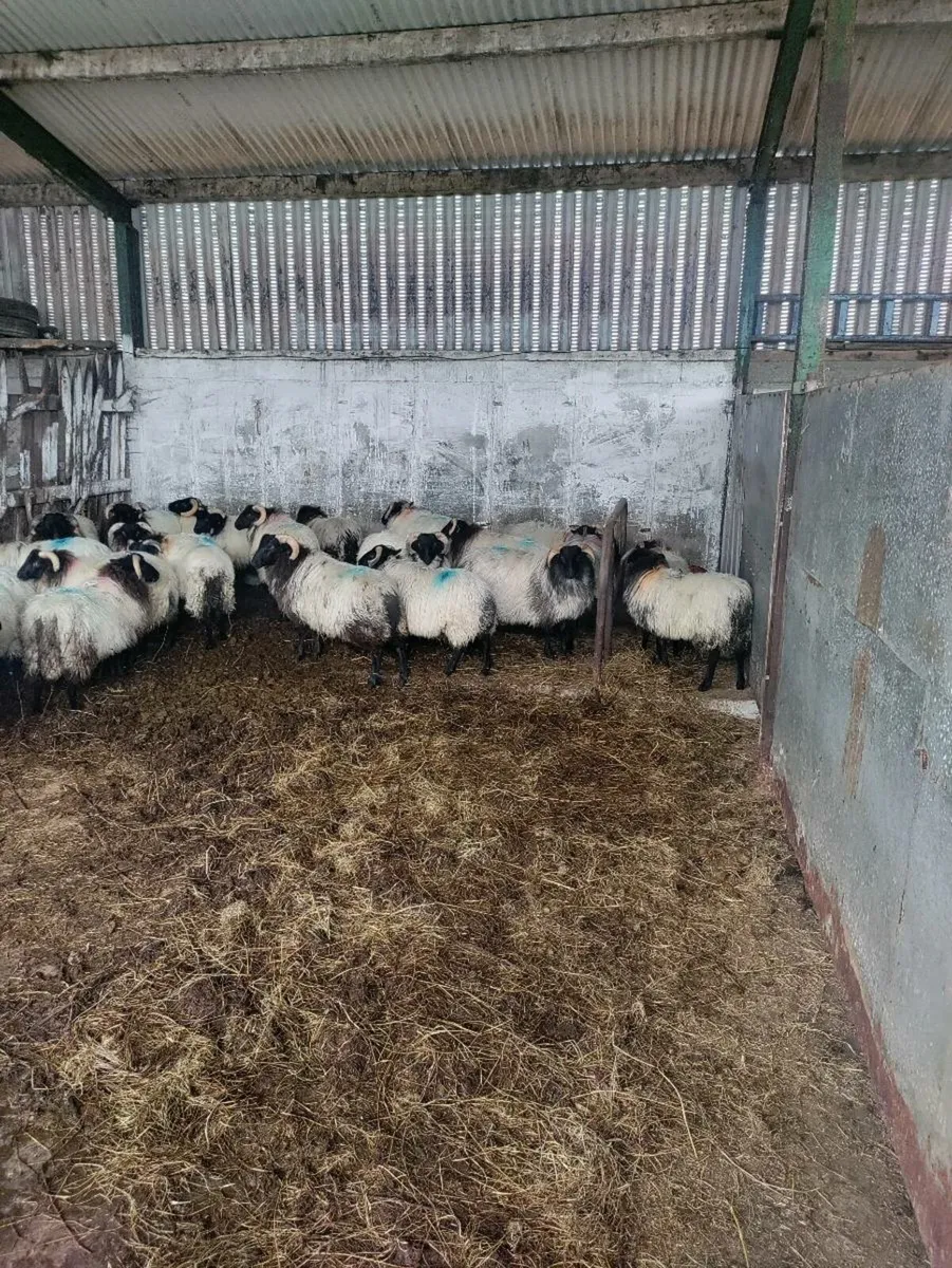Store mountain lambs - Image 4