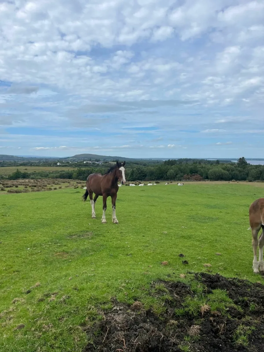 RID x Clydesdale Yearling Colt - Image 2