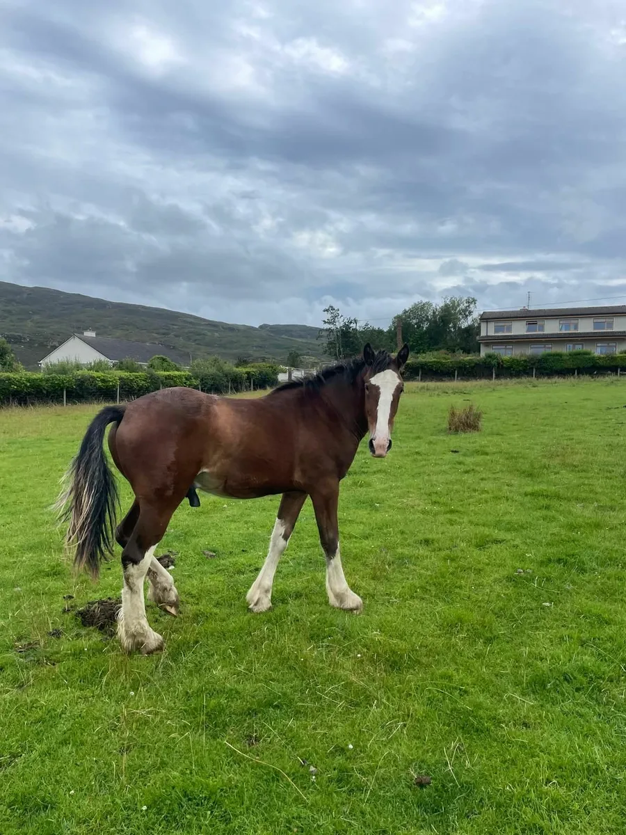 RID x Clydesdale Yearling Colt - Image 3