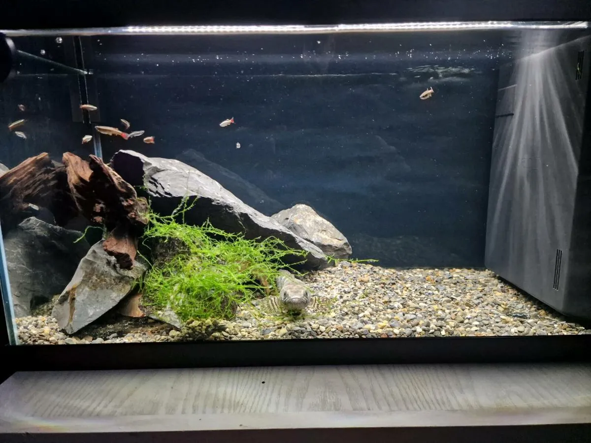 Fish tank 58l - Image 1