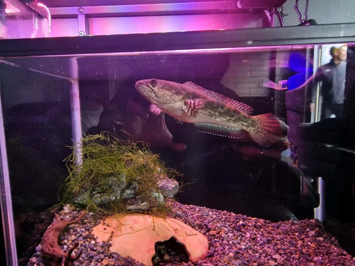Fish tank 58l - Image 2