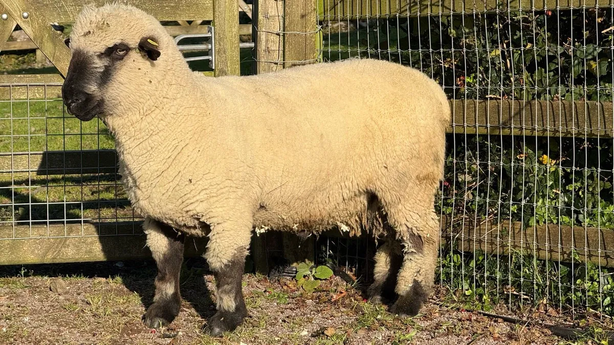Purebred Hampshire Hogget - Image 1