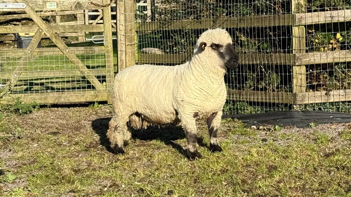 Purebred Hampshire Hogget - Image 2