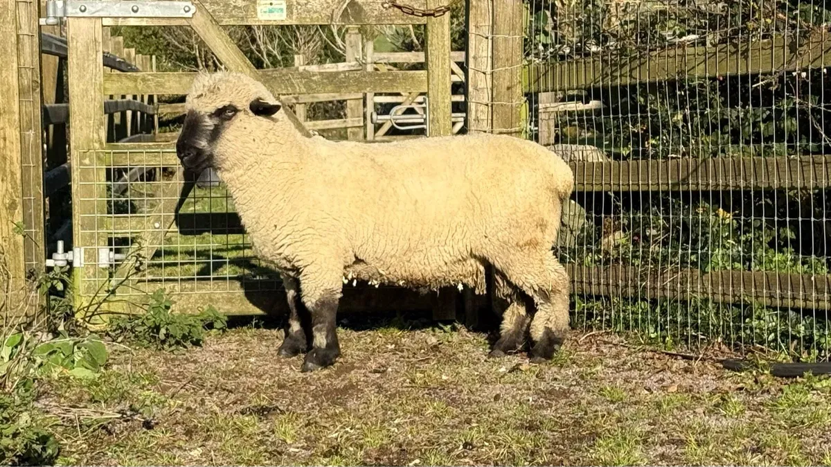 Purebred Hampshire Hogget - Image 3