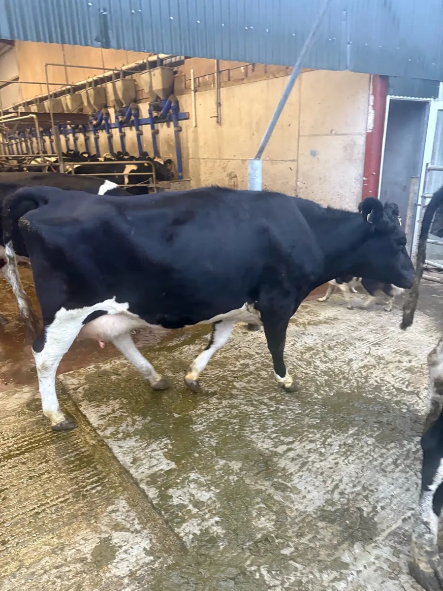 Freshly calved dairy heifer - Image 1