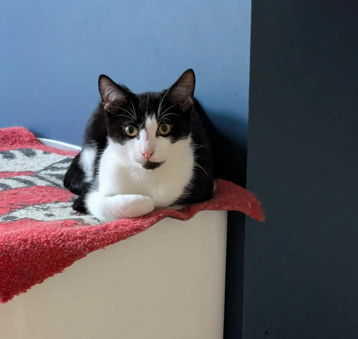 Rescue Kittens - Image 3