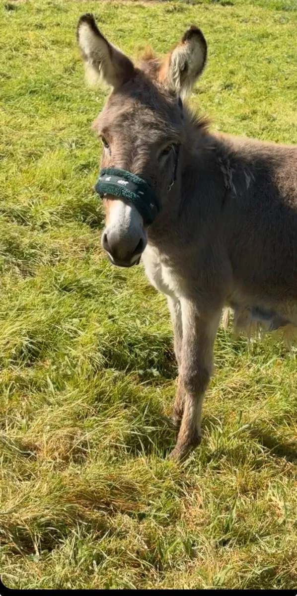Donkeys - Image 2
