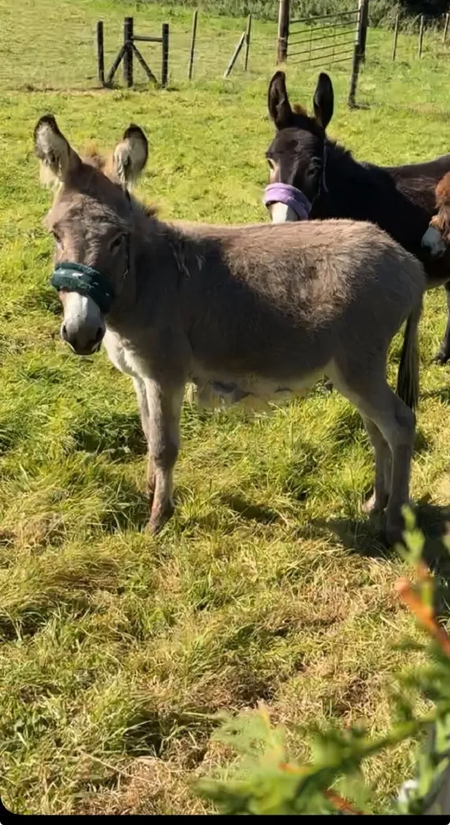 Donkeys - Image 3
