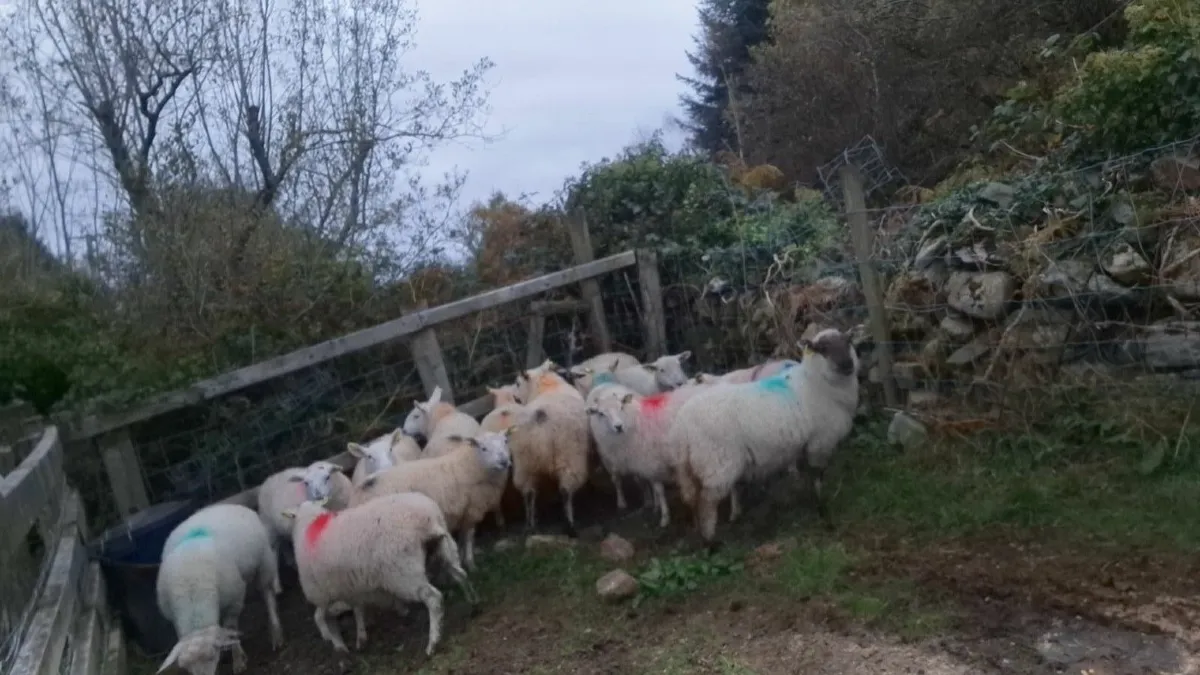 14 crossbred ewe lambs - Image 2