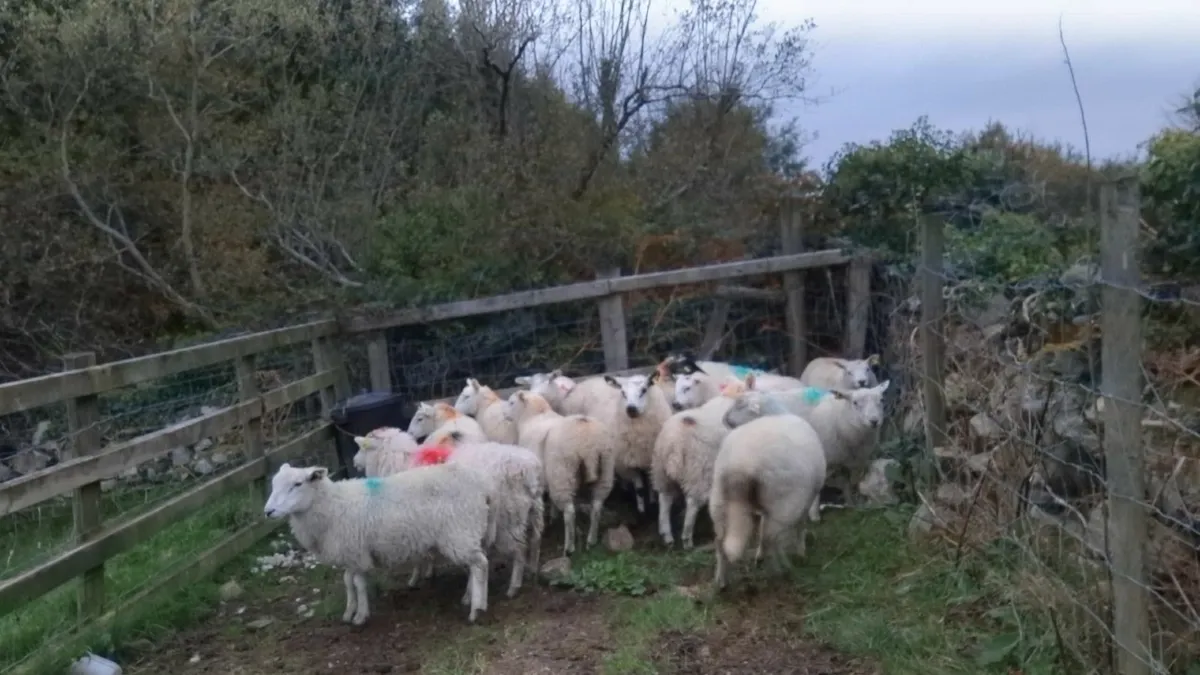 14 crossbred ewe lambs - Image 3
