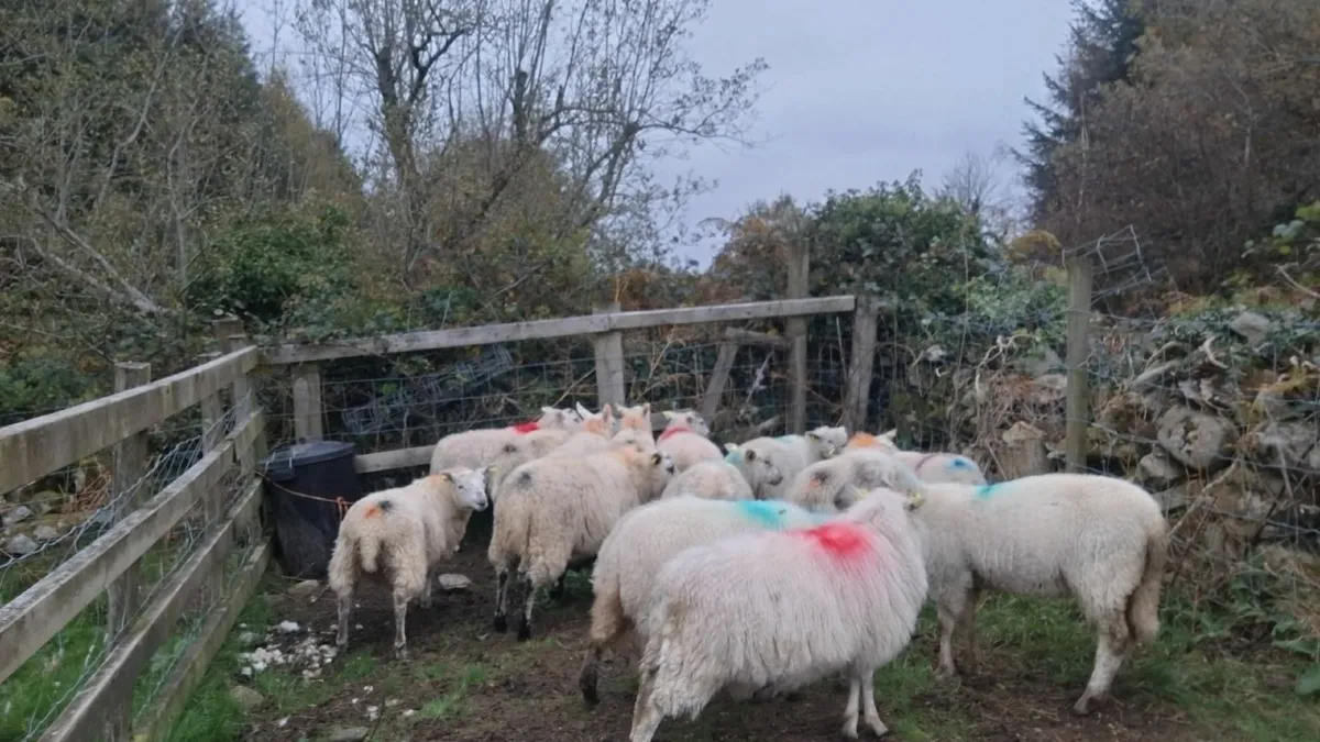 14 crossbred ewe lambs - Image 4