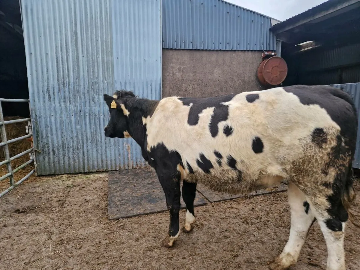 Breeding heifer - Image 2