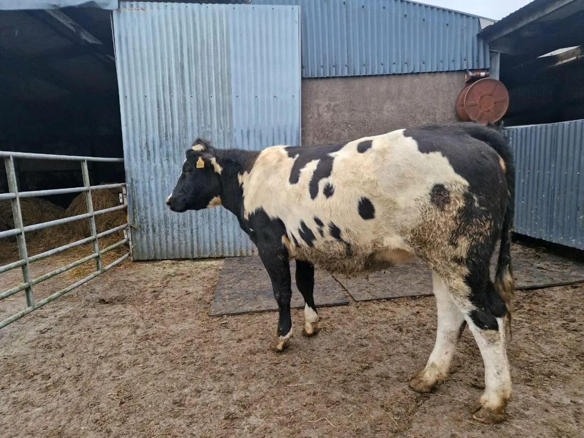 Breeding heifer - Image 3