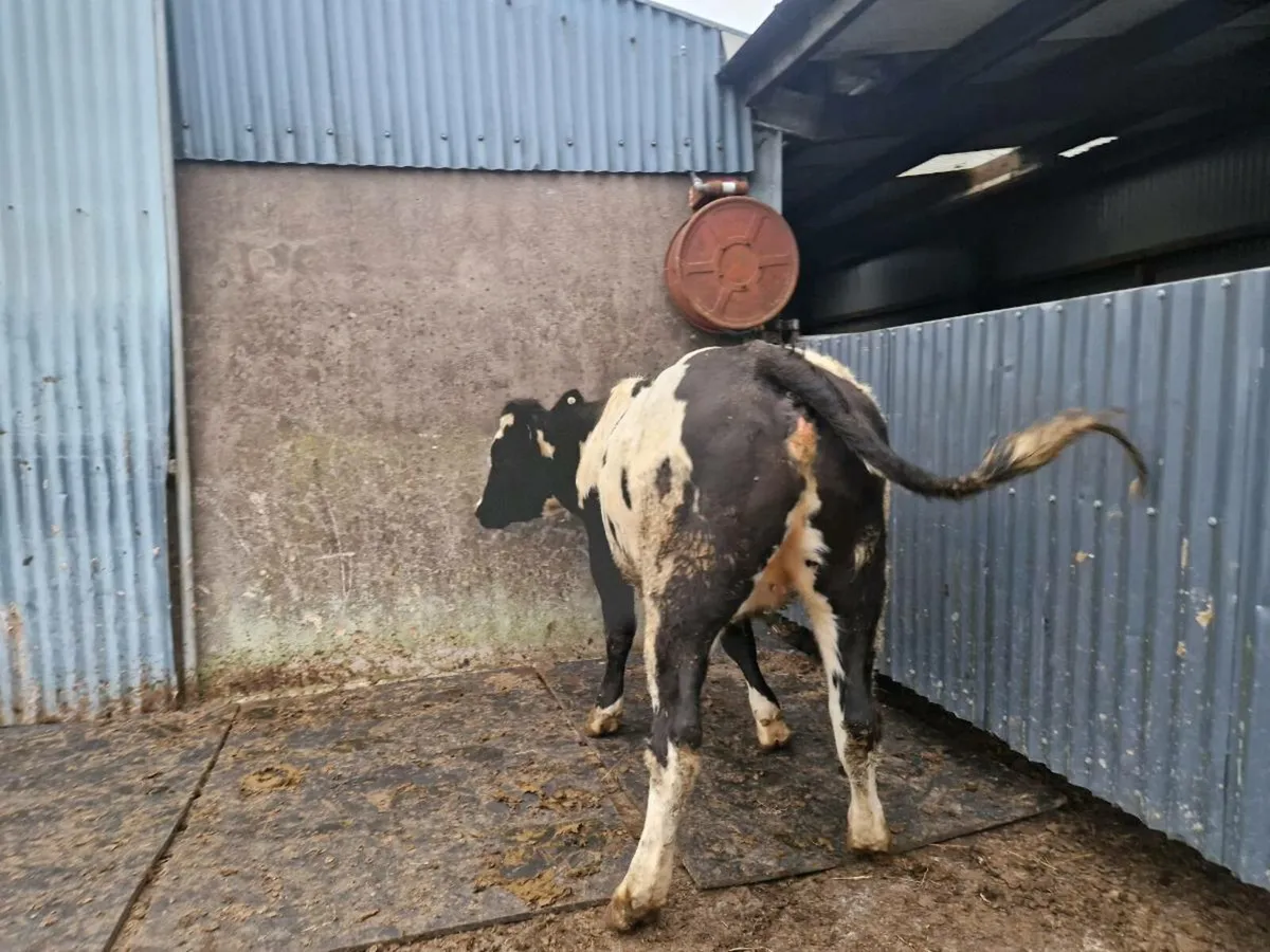 Breeding heifer - Image 4