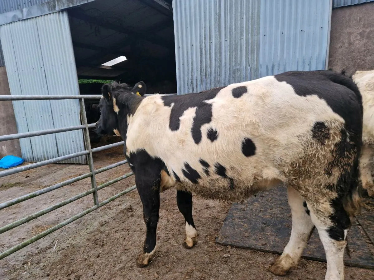 Breeding heifer - Image 1