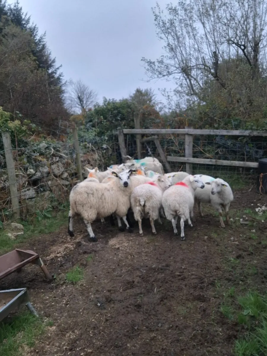 14 crossbred ewe lambs - Image 1