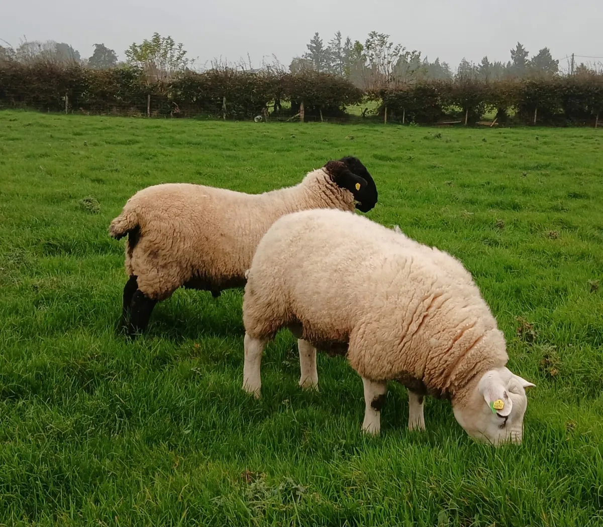 Rams - Image 1