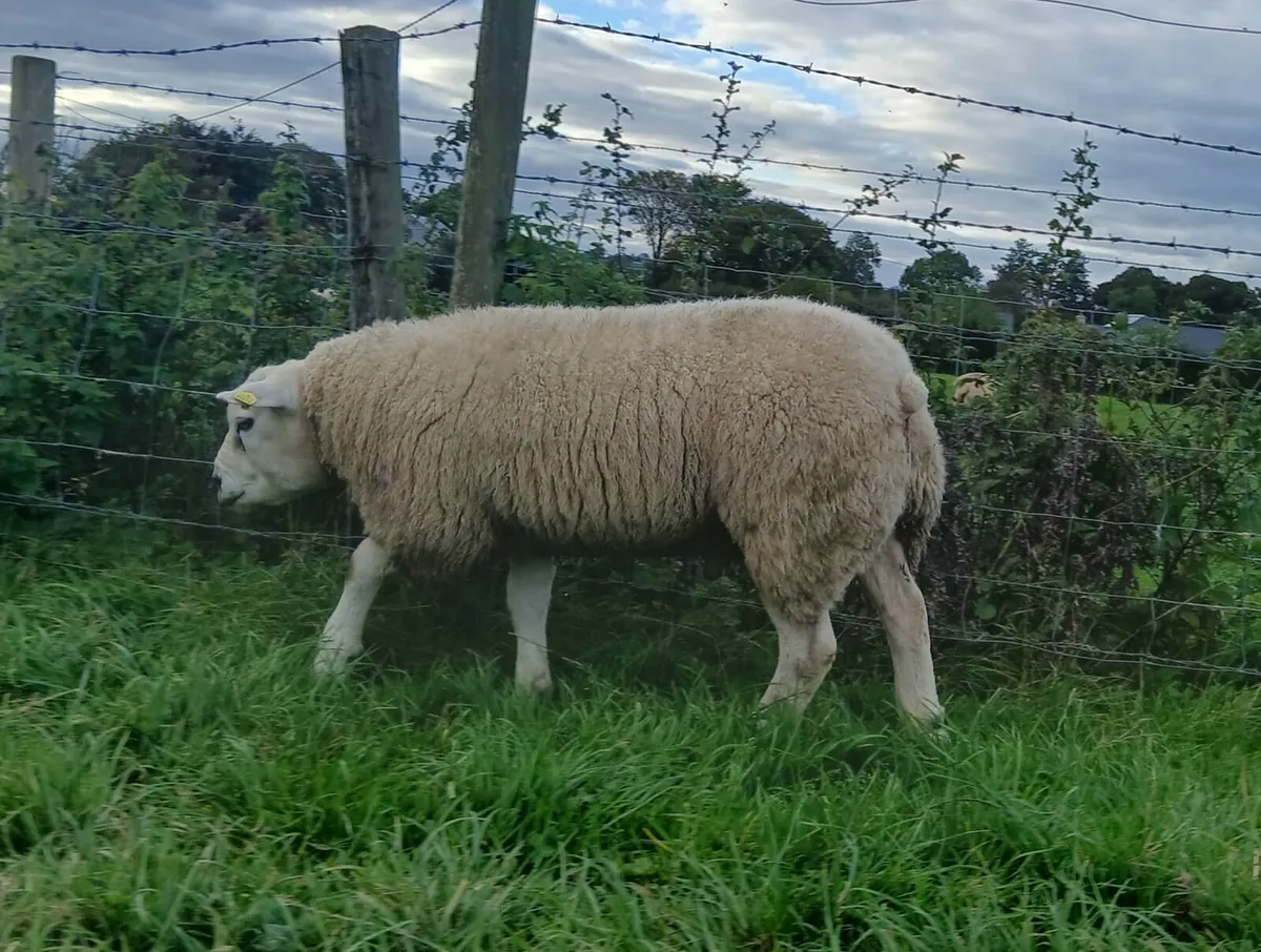 Rams - Image 2