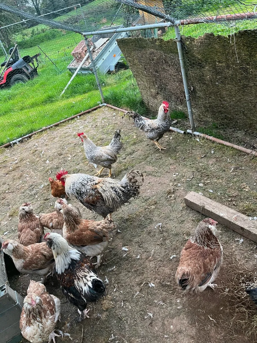 Free chickens - Image 1