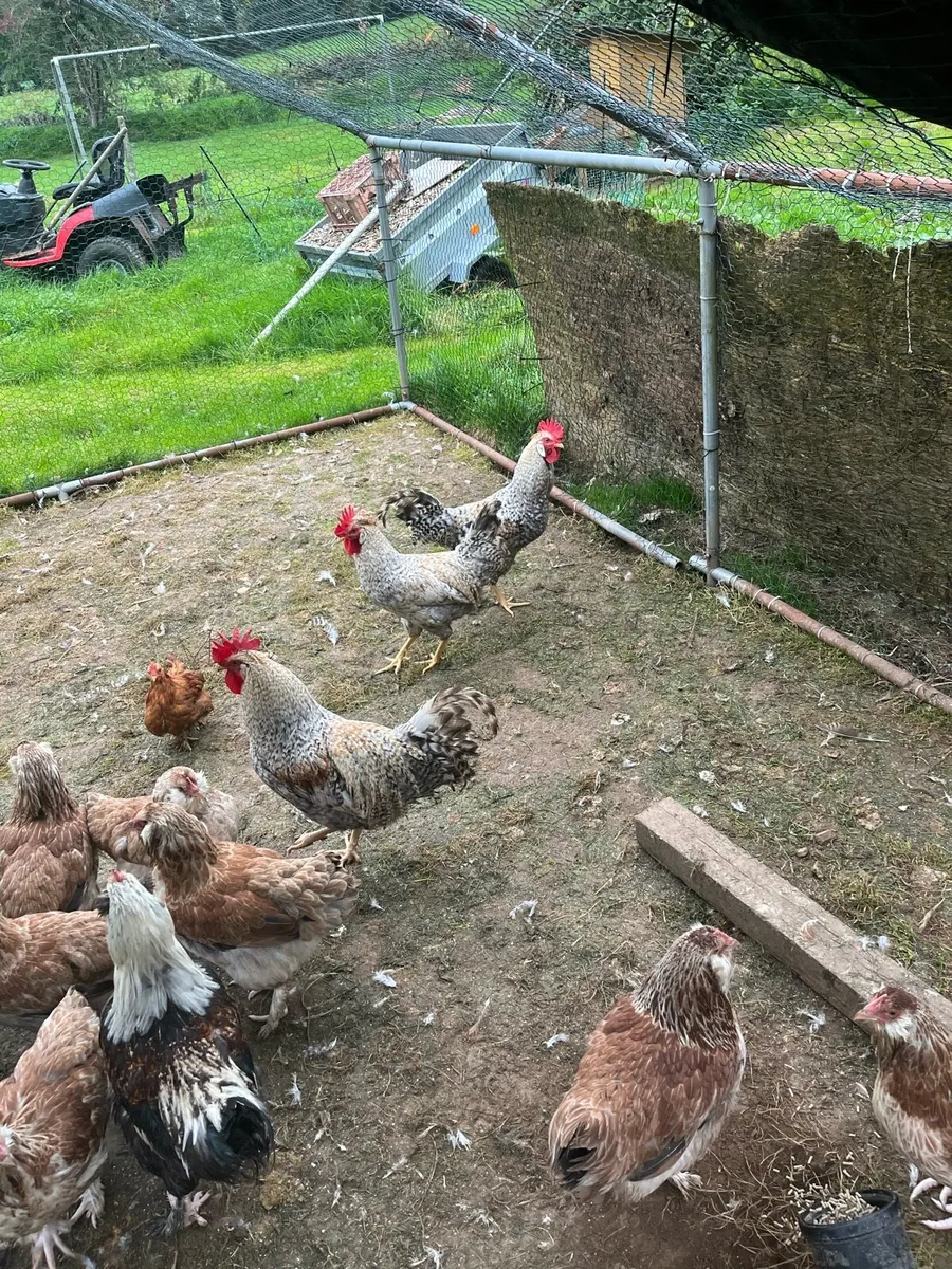 Free chickens - Image 2