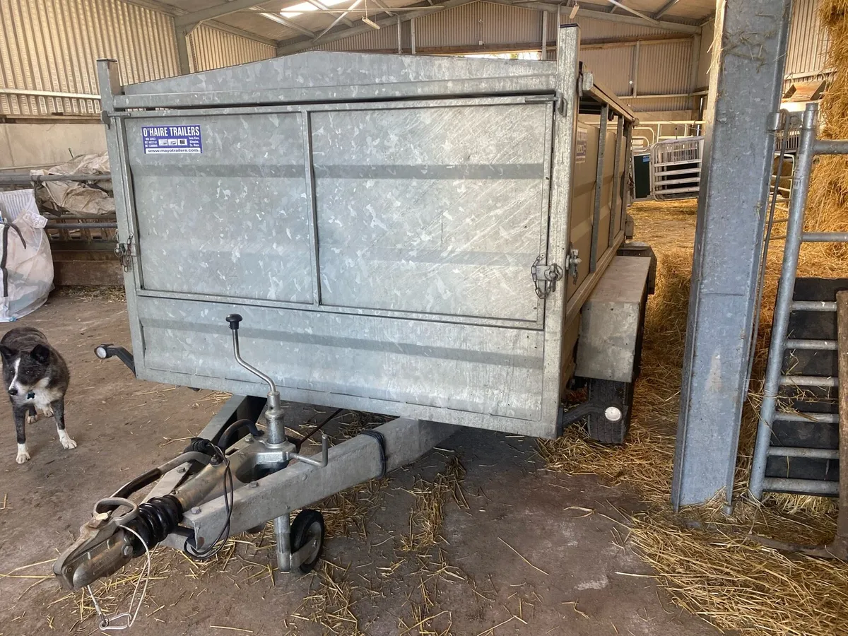 8x5 sheep/calf trailer - Image 3