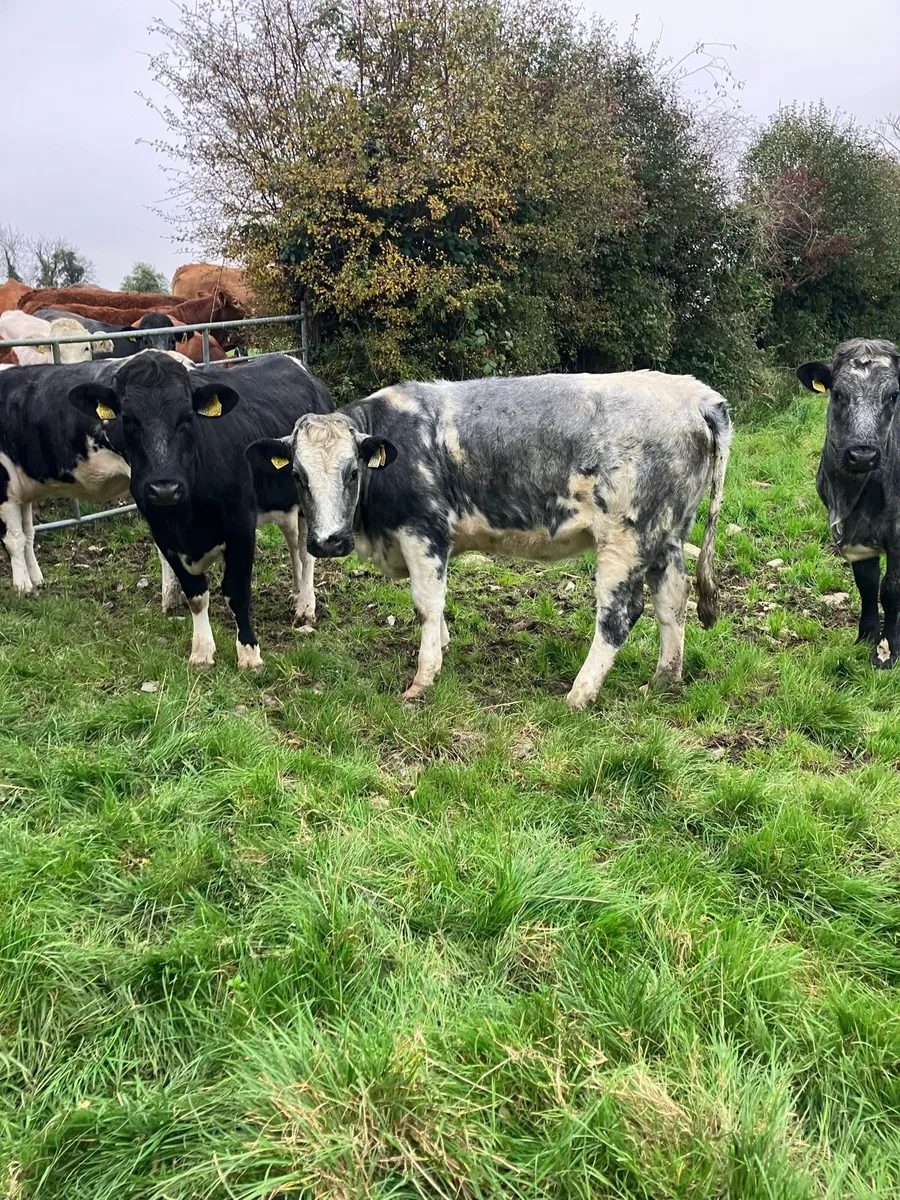 BB Heifers - Image 1