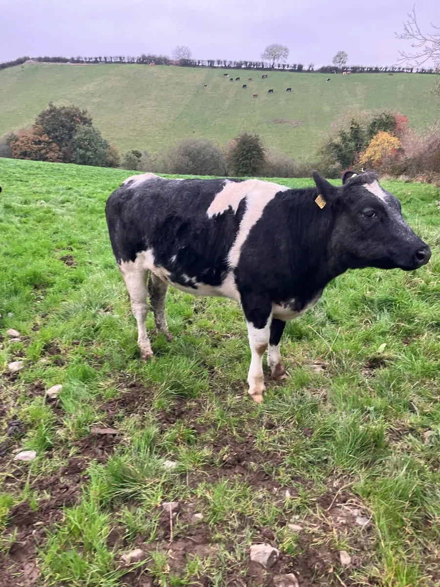 BB Heifers - Image 2