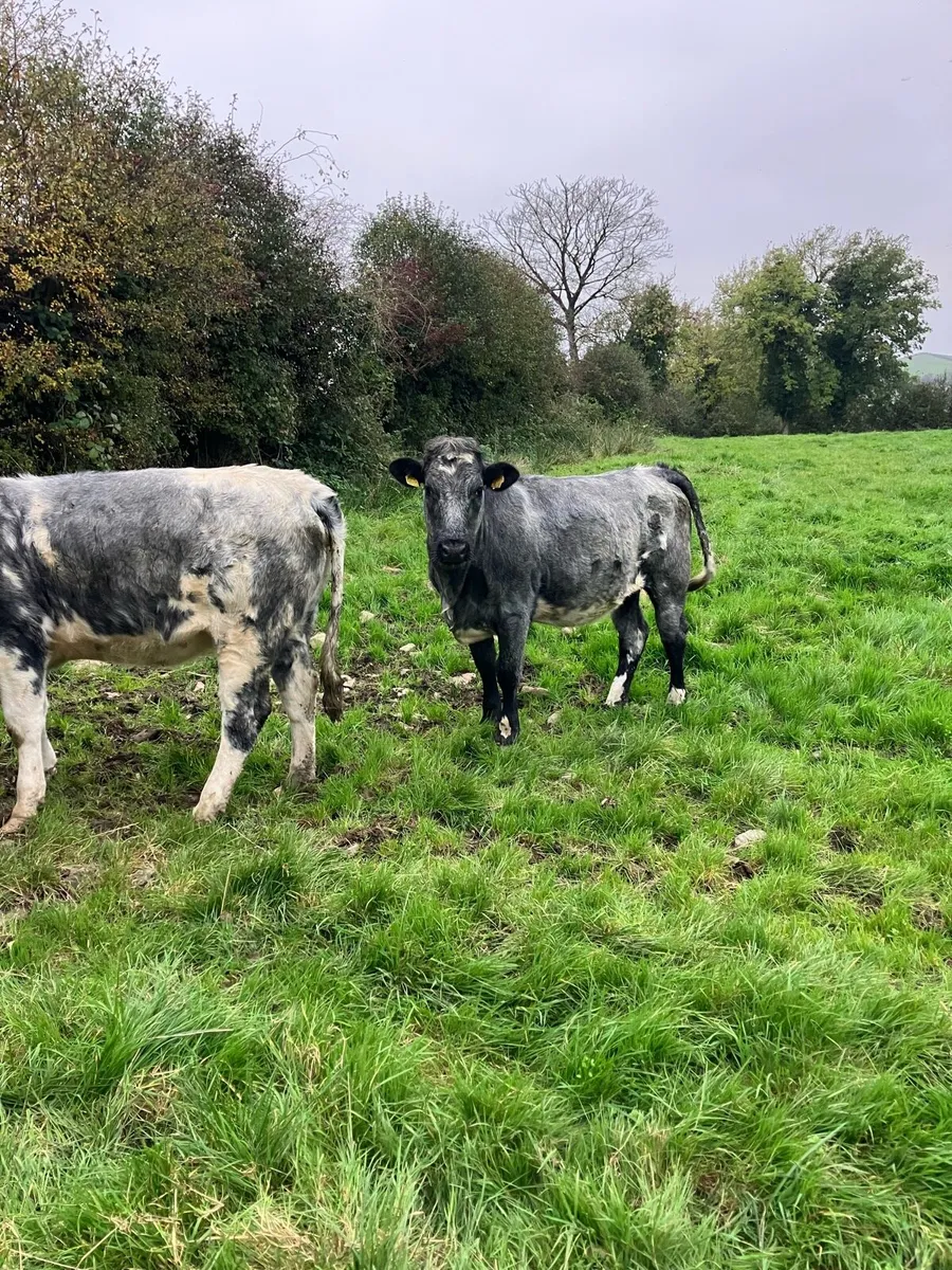 BB Heifers - Image 3
