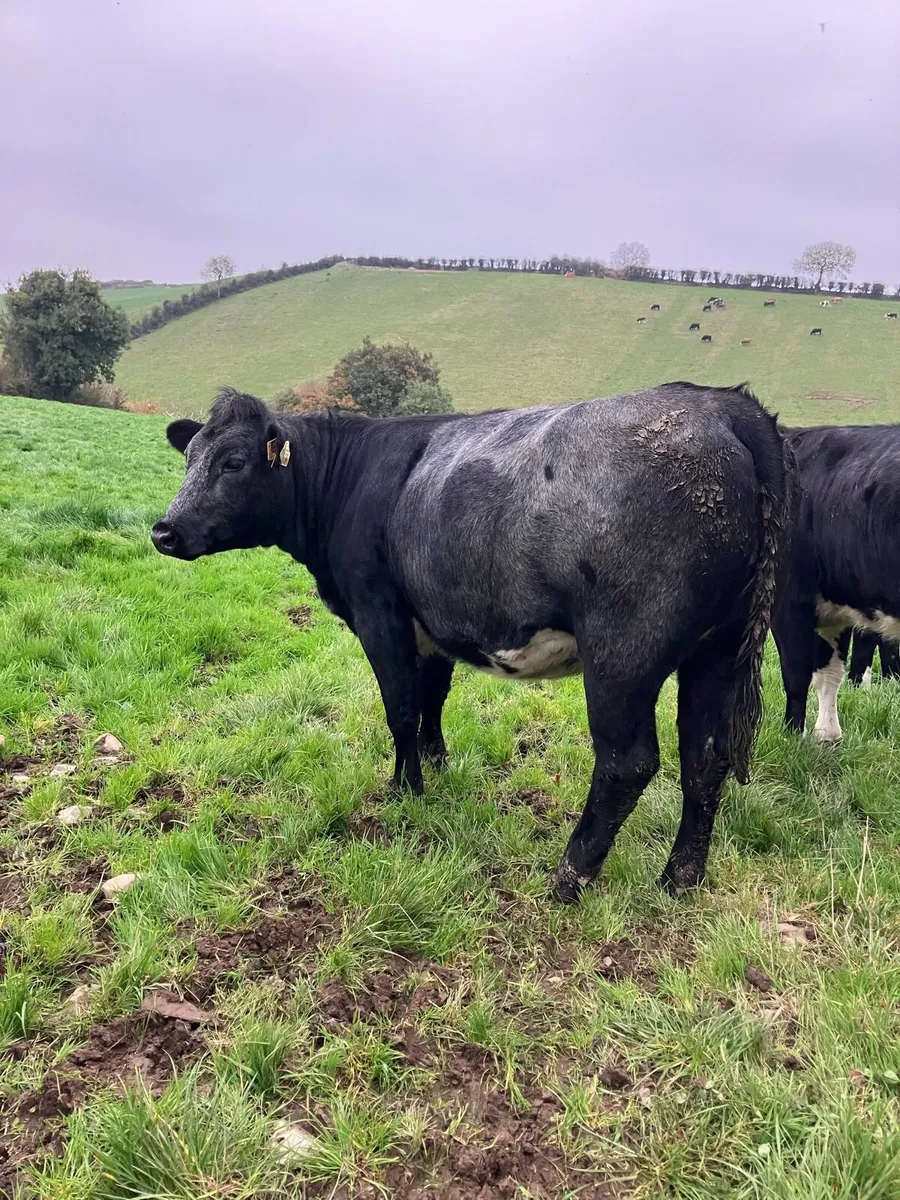 BB Heifers - Image 4