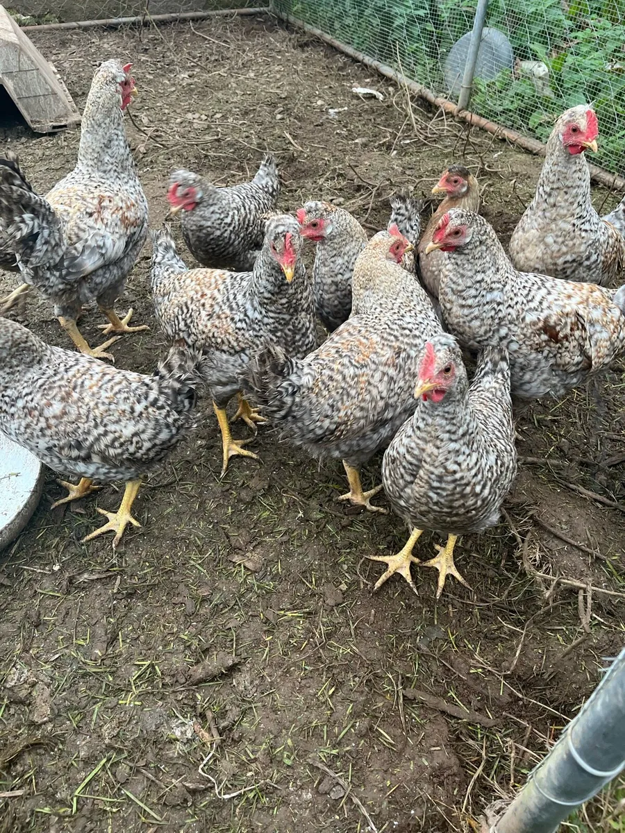 Free chickens - Image 3