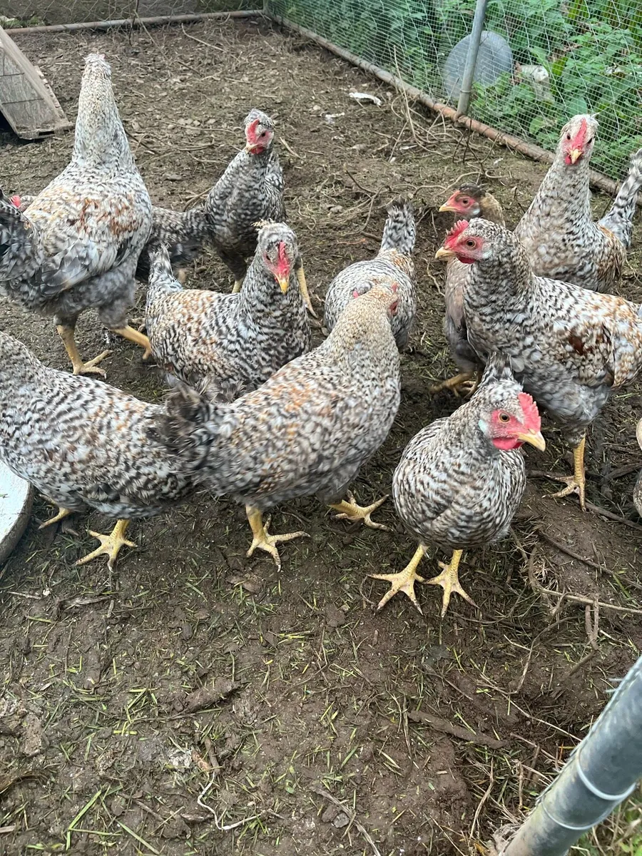 Free chickens - Image 4