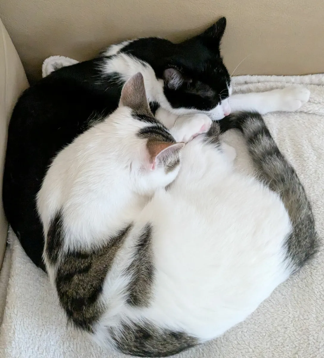 Rescue Kittens - Image 4