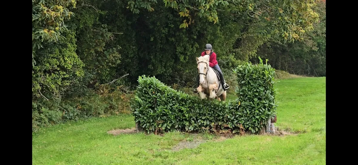 *** One in A Million Palomino Allrounder *** - Image 4