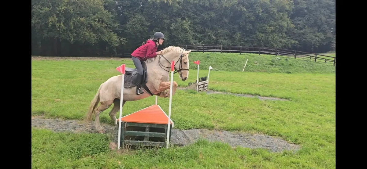 *** One in A Million Palomino Allrounder *** - Image 3