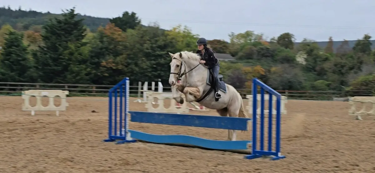 *** One in A Million Palomino Allrounder *** - Image 1