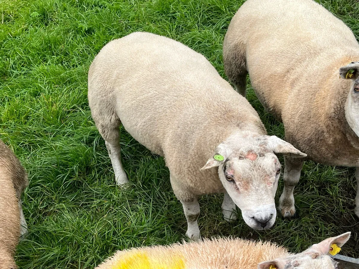 Beltex hogget rams - Image 1